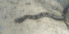Xenodon rabdocephalus