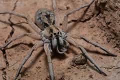 Pavocosa