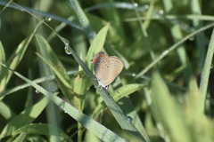Satyrium titus