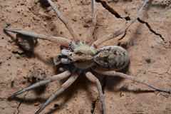 Pavocosa