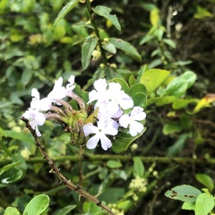 Duranta