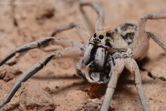 Pavocosa