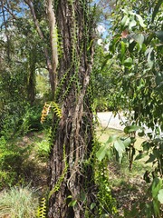 Selenicereus anthonyanus