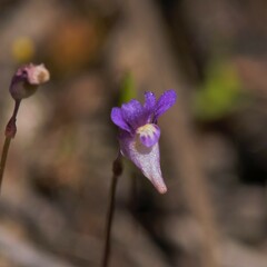 Utricularia violacea