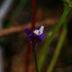 Utricularia violacea
