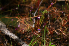Utricularia violacea