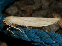 Calamidia hirta
