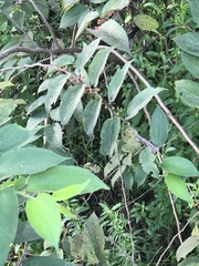 Trema micrantha floridana