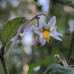 Solanum furcatum