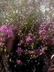 Mansoa alliacea