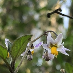 Solanum furcatum