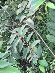 Trema micrantha floridana