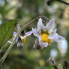 Solanum furcatum