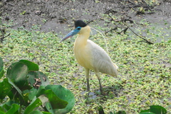 Pilherodius pileatus
