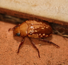 Anoplognathus concolor