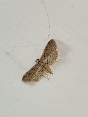 Parapoynx crisonalis