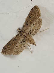 Parapoynx crisonalis