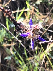 Dalea coerulea