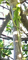 Anolis equestris