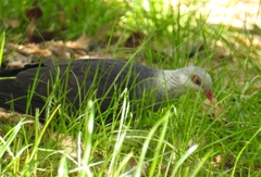 Columba leucomela