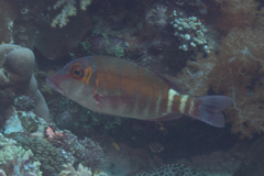 Lethrinus erythropterus