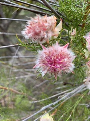 Serruria rosea