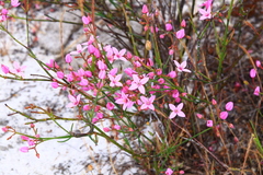 Boronia dichotoma