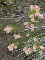 Serruria rosea