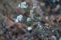 Achillea millefolium
