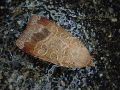 Sineugraphe bipartita