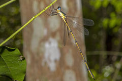 Synlestes selysi