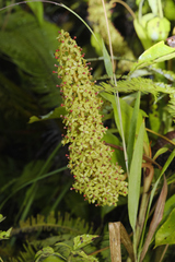 Nepenthes ampullaria