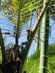 Funambulus tristriatus