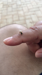 Tetragonisca angustula