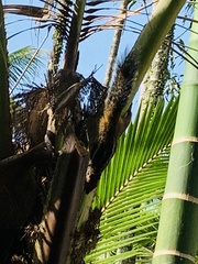 Funambulus tristriatus