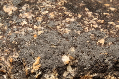 Lichinaceae