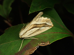 Pseudaspilates obliquizona