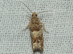 Crocidosema plebejana