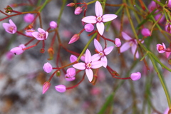 Boronia dichotoma