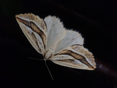 Pseudaspilates obliquizona