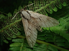 Sphinx caliginea