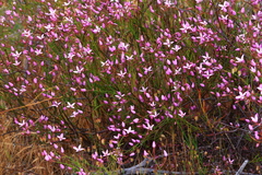 Boronia dichotoma