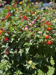 Lantana × strigocamara