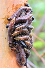 Perga affinis