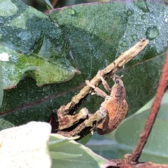 Gonipterus platensis