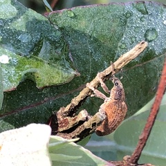 Gonipterus platensis