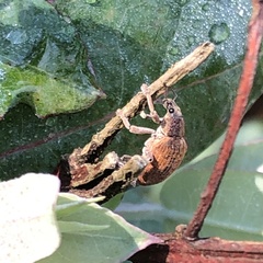 Gonipterus platensis