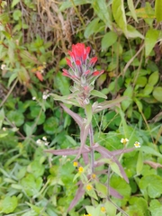 Castilleja fissifolia