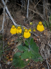 Calceolaria biflora