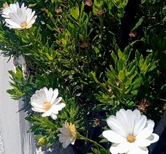 Argyranthemum frutescens